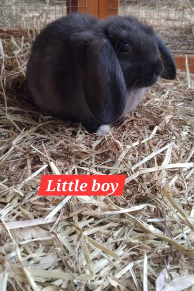 Stunning Minilop Baby Bunnies Carousel 3