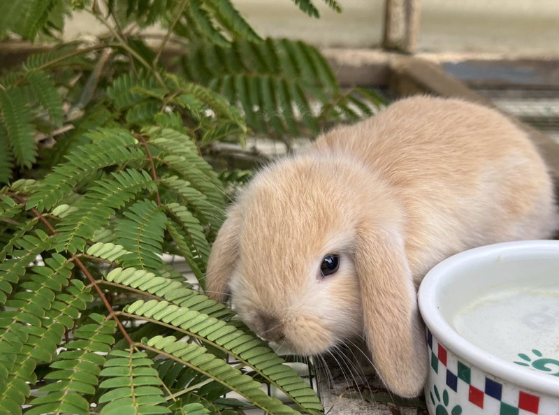 Adorable Minilops! Carousel 5