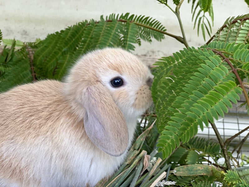 Adorable Minilops! Carousel 1