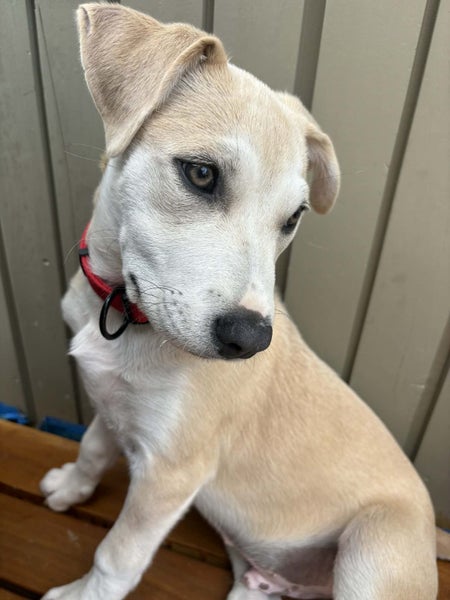 Teddy - PUPPY Pound Hounds Rescue Carousel 1