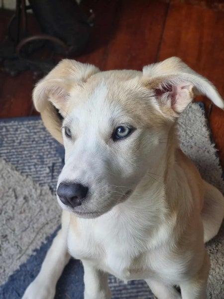 Tova - PUPPY Pound Hounds Rescue Carousel 18