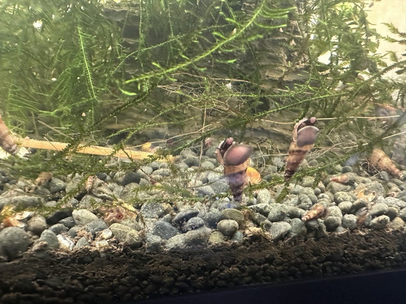 Malaysian trumpet snails - aquarium snails x 5 Carousel 1