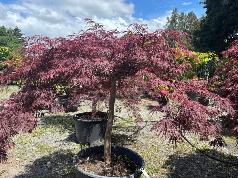 Rare 30yrs old - Japanese Maple - Crimson Queen Carousel 2