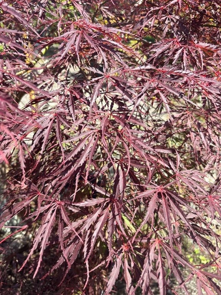 Rare 30yrs old - Japanese Maple - Crimson Queen Carousel 3