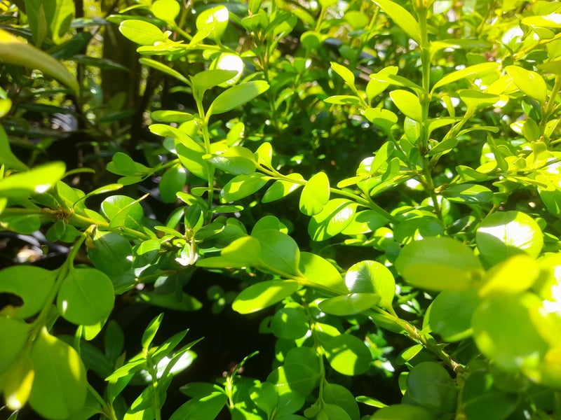 Buxus Green Gem Carousel 1