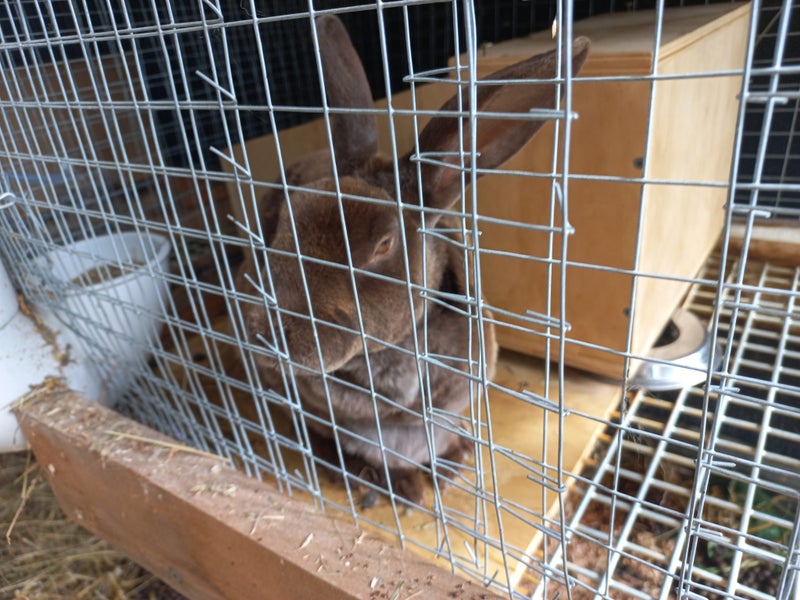 Baby Rex Rabbits Carousel 16