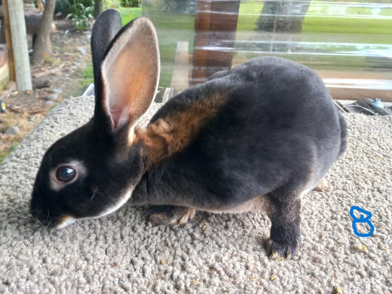 Standard Rex Rabbits Carousel 2