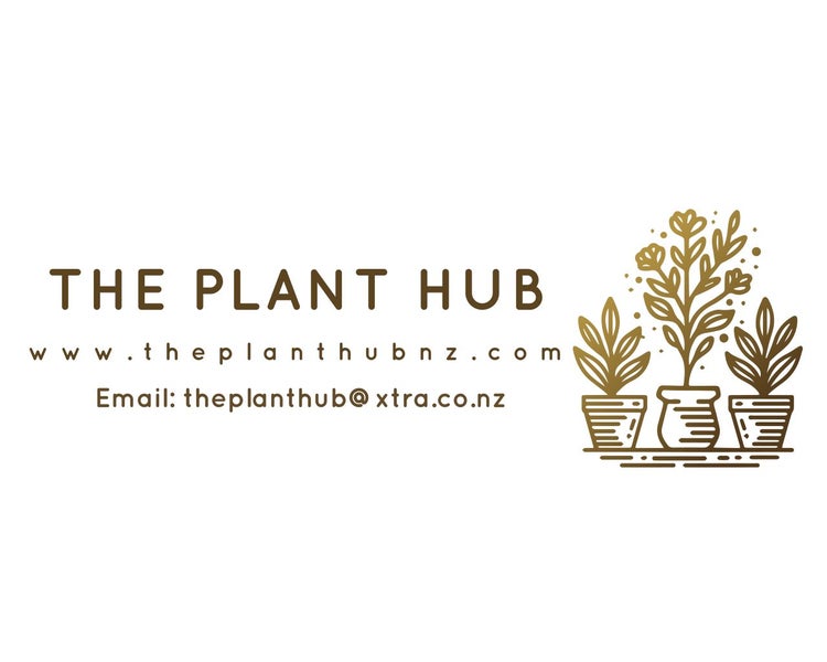 Libertia ixioides NZ Iris / Mikoikoi Carousel 3