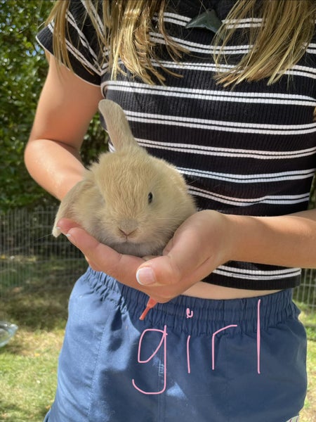 Baby Bunnies Carousel 2