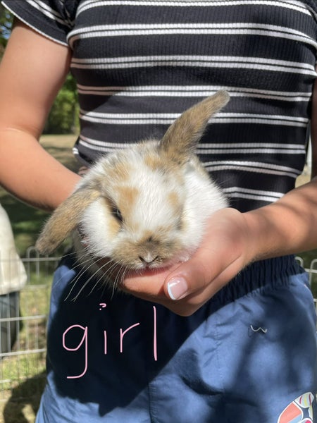 Baby Bunnies Carousel 1