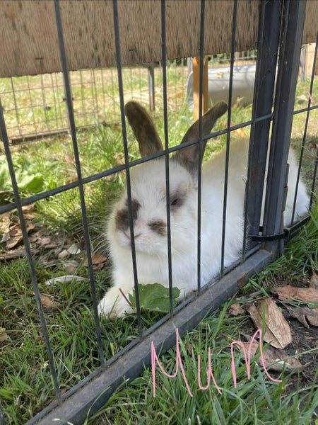 Baby Bunnies Carousel 8