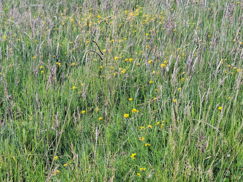 Silage Bales Carousel 4