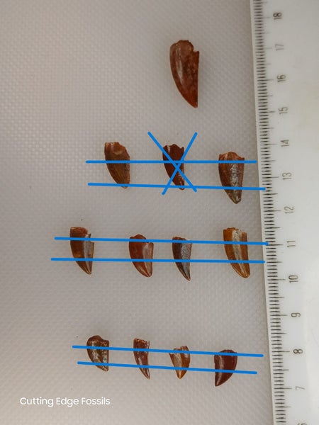 Abelisaur (Dinosaur) Fossil Tooth - 20mm Carousel 1