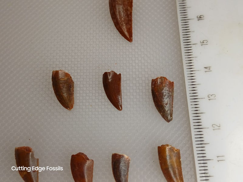 Abelisaur (Dinosaur) Fossil Tooth - 14mm - 15mm Carousel 2