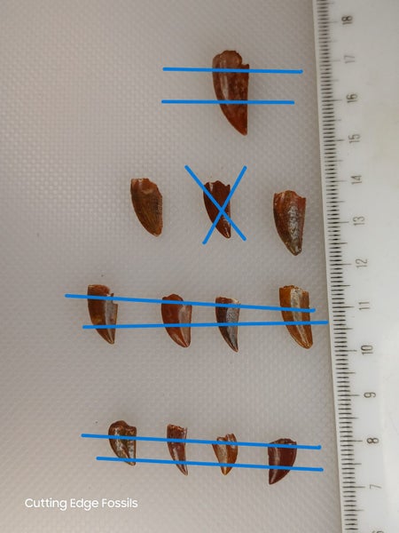 Abelisaur (Dinosaur) Fossil Tooth - 14mm - 15mm Carousel 1