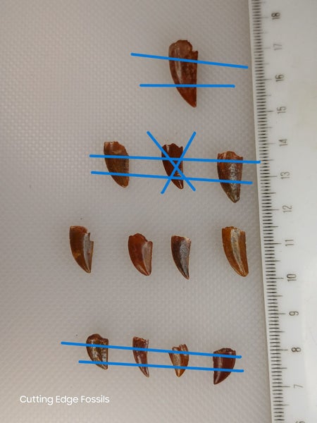 Abelisaur (Dinosaur) Fossil Tooth - 12mm - 15mm Carousel 1