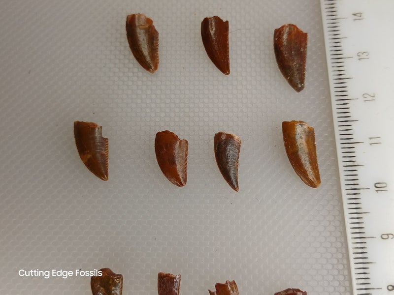 Abelisaur (Dinosaur) Fossil Tooth - 12mm - 15mm Carousel 2