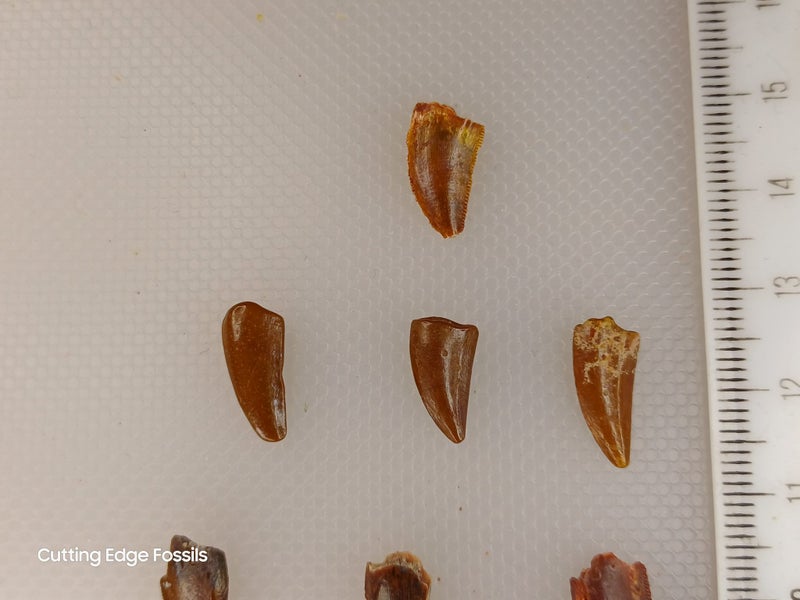 Abelisaur (Dinosaur) Fossil Tooth - 9mm - 11mm Carousel 2