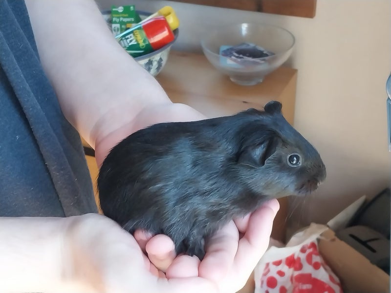 Cute cuddly guinea pigs for sale Carousel 1