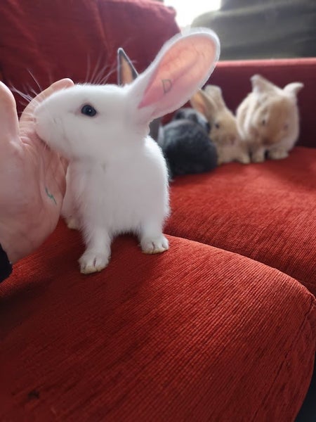 Purebred Flemish Giants Carousel 2