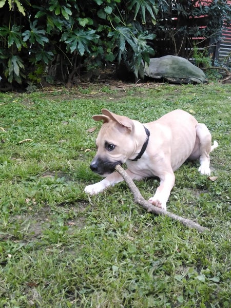 Tobi (Ellie's Canine Rescue & Rehome) Carousel 1