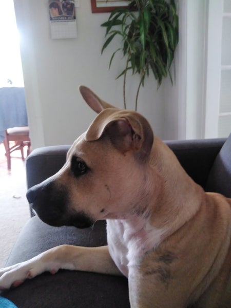 Tobi (Ellie's Canine Rescue & Rehome) Carousel 2