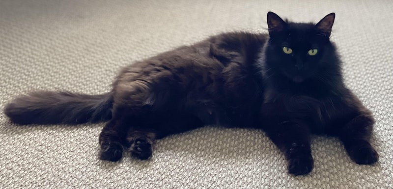 Hero Cat Mum Looking For a Forever Home Carousel 1