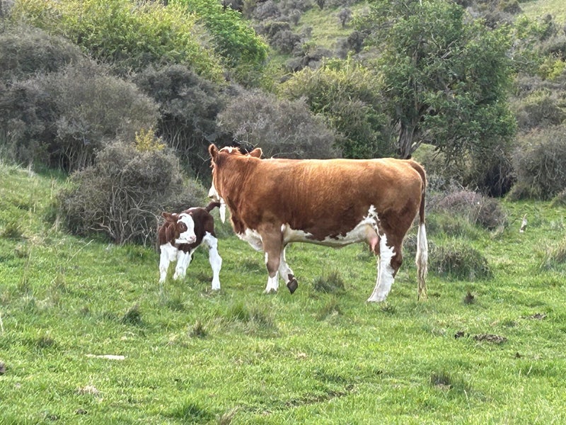 Glen Cary Station Carousel 2