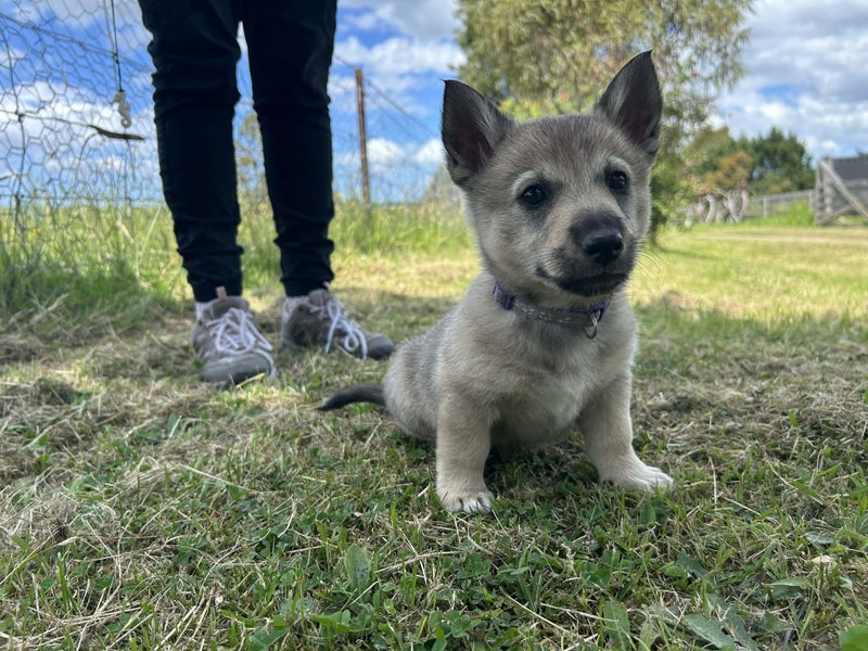 Swedish Vallhund Puppy Carousel 2
