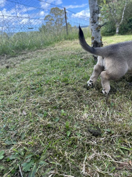 Swedish Vallhund Puppy Carousel 1