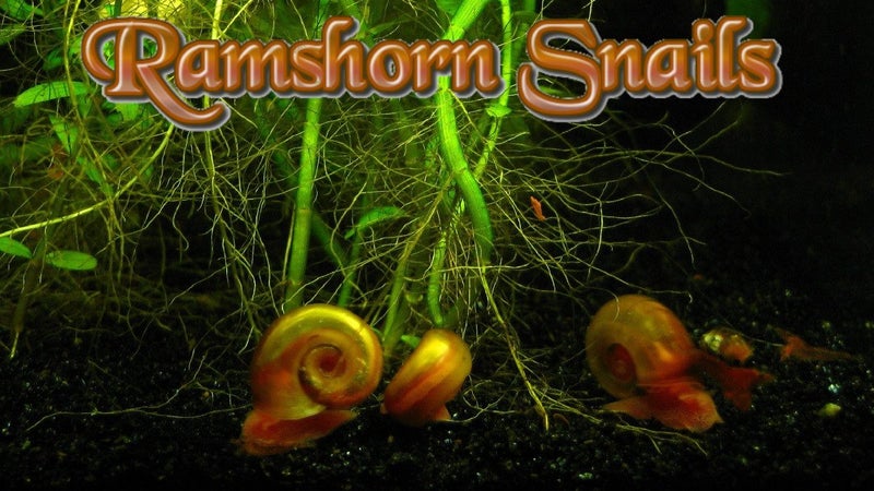 Ten Big Ramshorn Snails Carousel 1