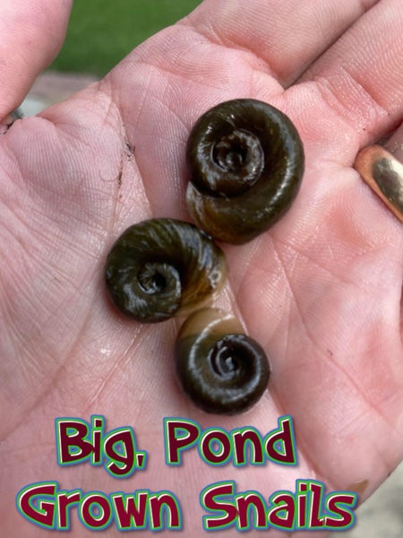 Ten Big Ramshorn Snails Carousel 3