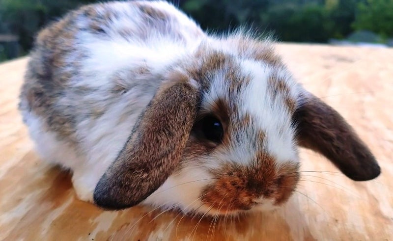 Baby Rabbits - Cute & Attractive Carousel 1