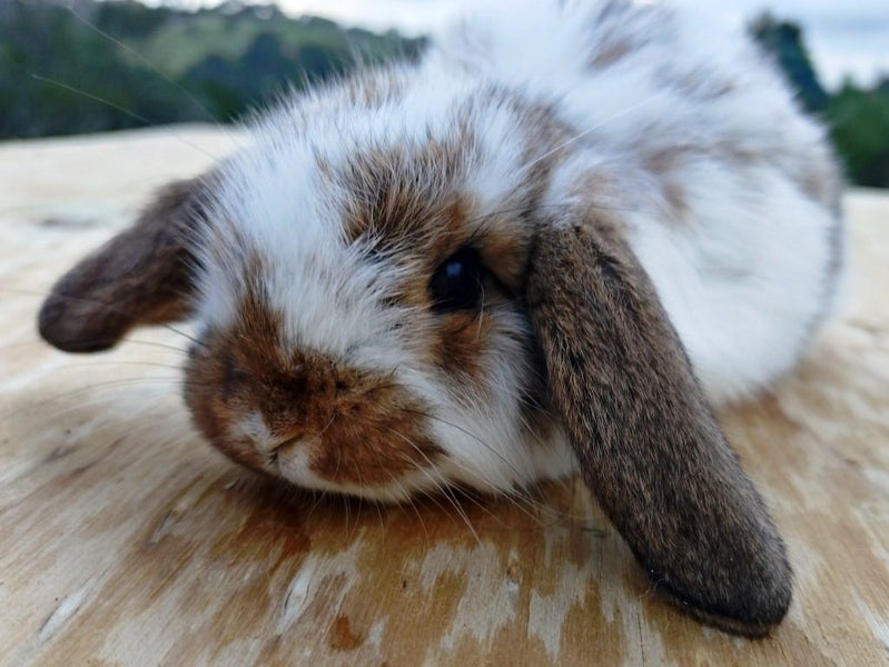 Baby Rabbits - Cute & Attractive Carousel 2