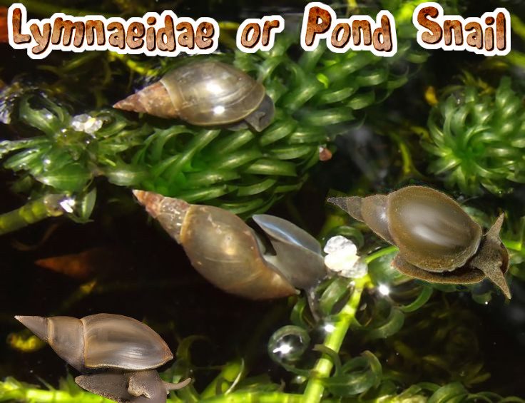 Ten Big Pond Snails Carousel 1
