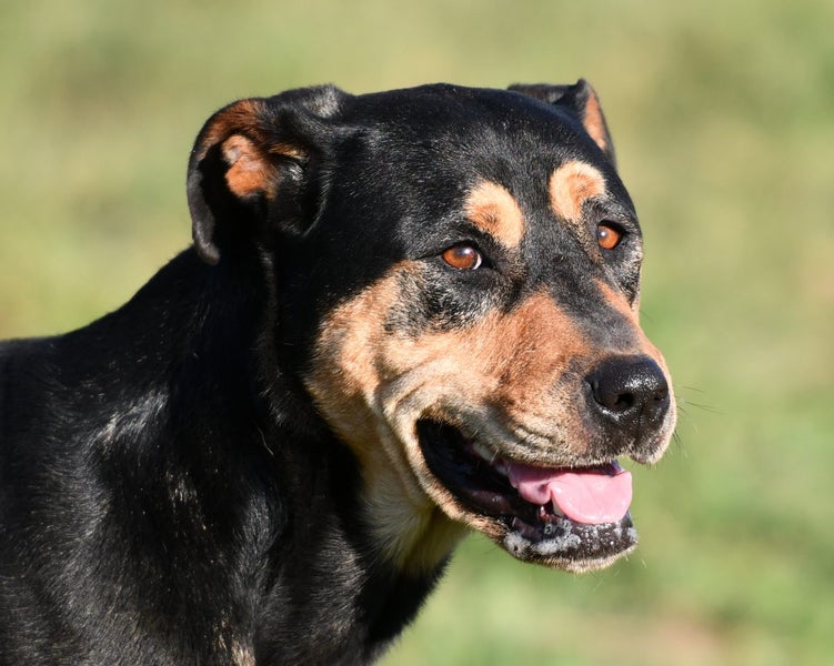Sheeba - JDC Rescue Carousel 1