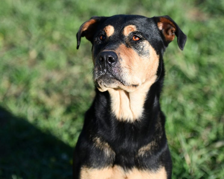 Sheeba - JDC Rescue Carousel 2