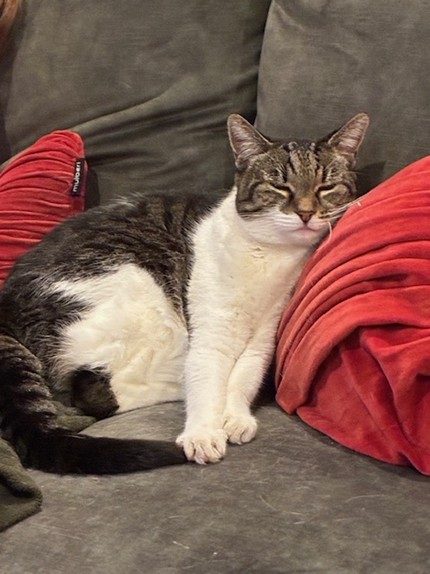 Lost cat Tilly tabby and white markings Carousel 1