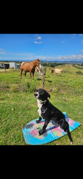 Border Collie free to a good home Carousel 1