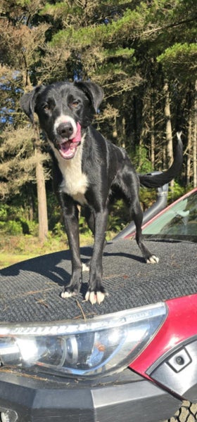 Border Collie free to a good home Carousel 2