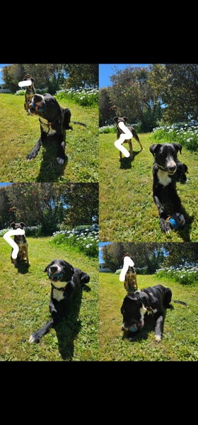 Border Collie free to a good home Carousel 3