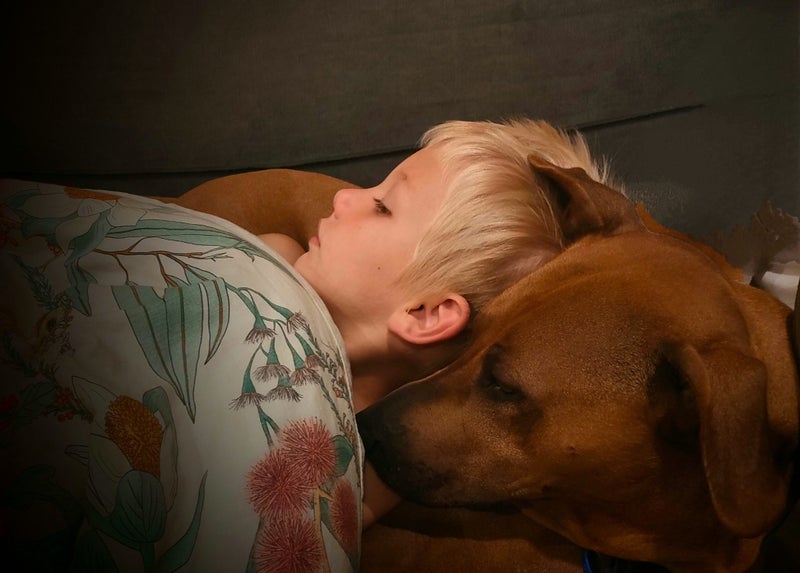 Rhodesian Ridgeback Cross needs forever home Carousel 6