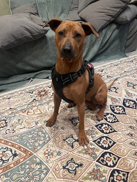 Rhodesian Ridgeback Cross needs forever home Carousel 1