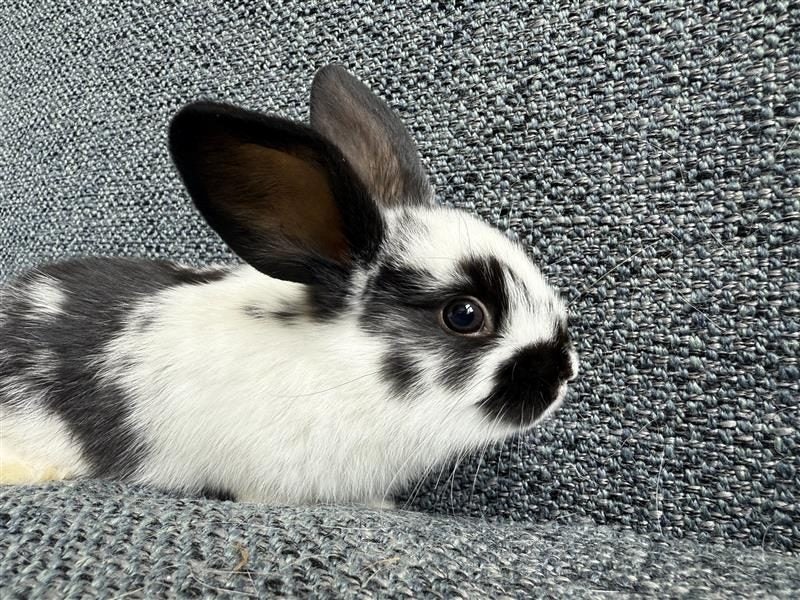 Minilop Rabbit Carousel 1