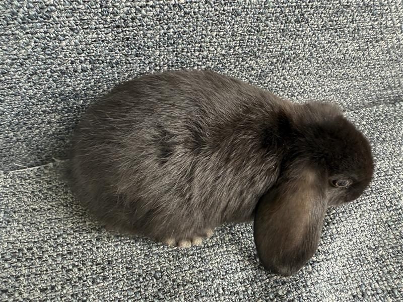 Minilop Rabbit Carousel 9