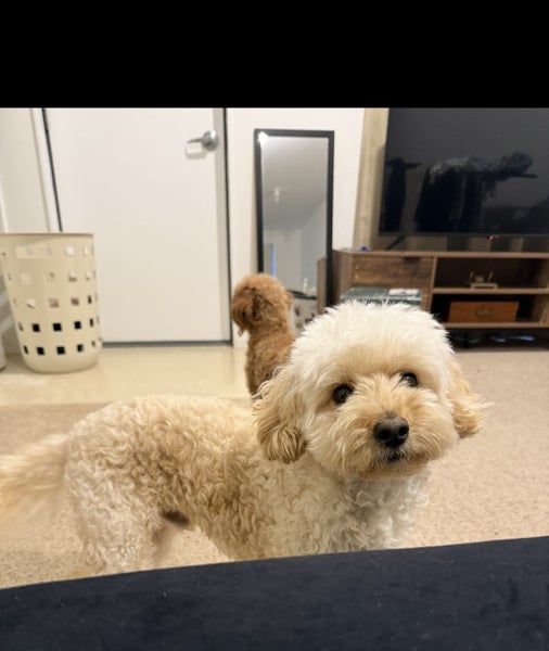 2 free pure breed Cavoodles needing new home Carousel 2