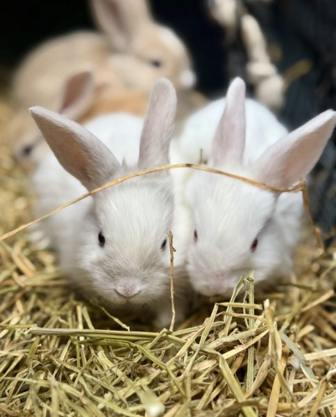 Angora x Mini lop baby bunny’s Carousel 1