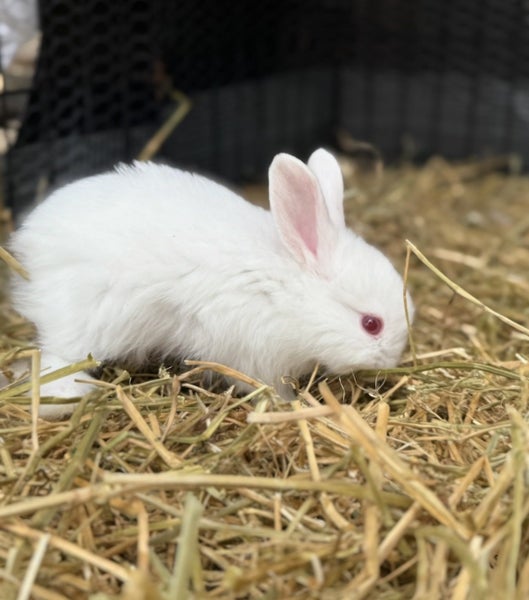 Angora x Mini lop baby bunny’s Carousel 2