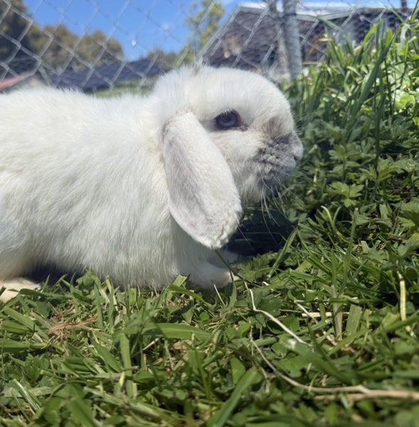 Angora x Mini lop baby bunny’s Carousel 6