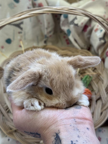 **Trained Mini Lop Bunny Rabbits & Care Package** Carousel 1
